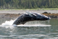 breaching-whale
