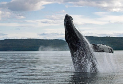 Whale_watch | Alaska-Yukon Discovery Tours