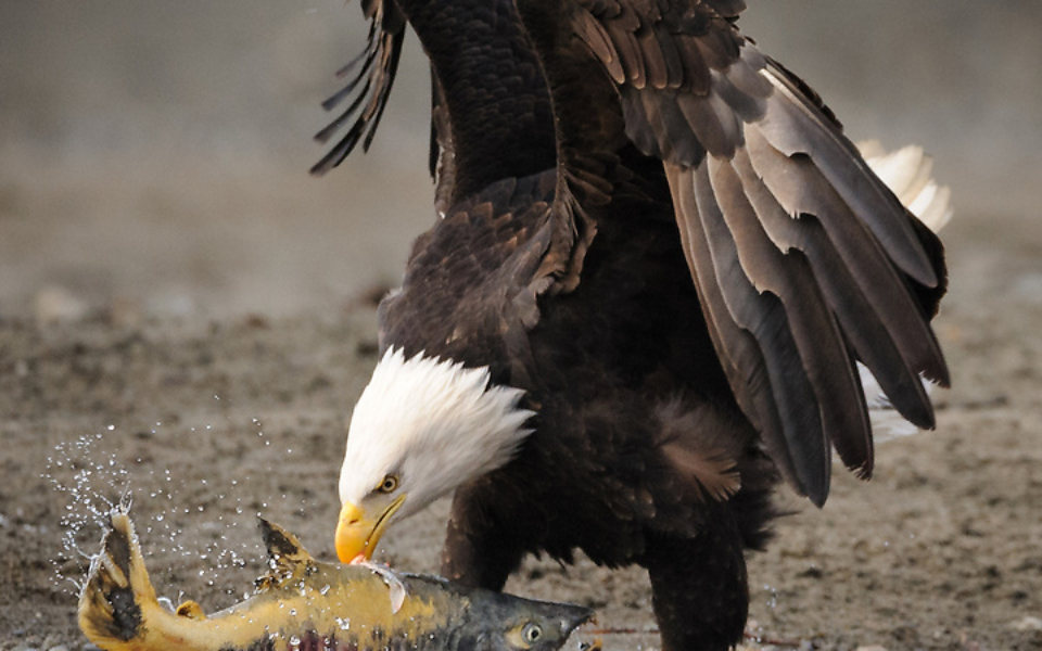 Bald-eagle-dragging-fish