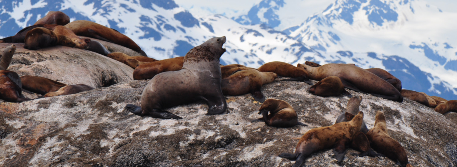 Sea lions in Glacier Bay