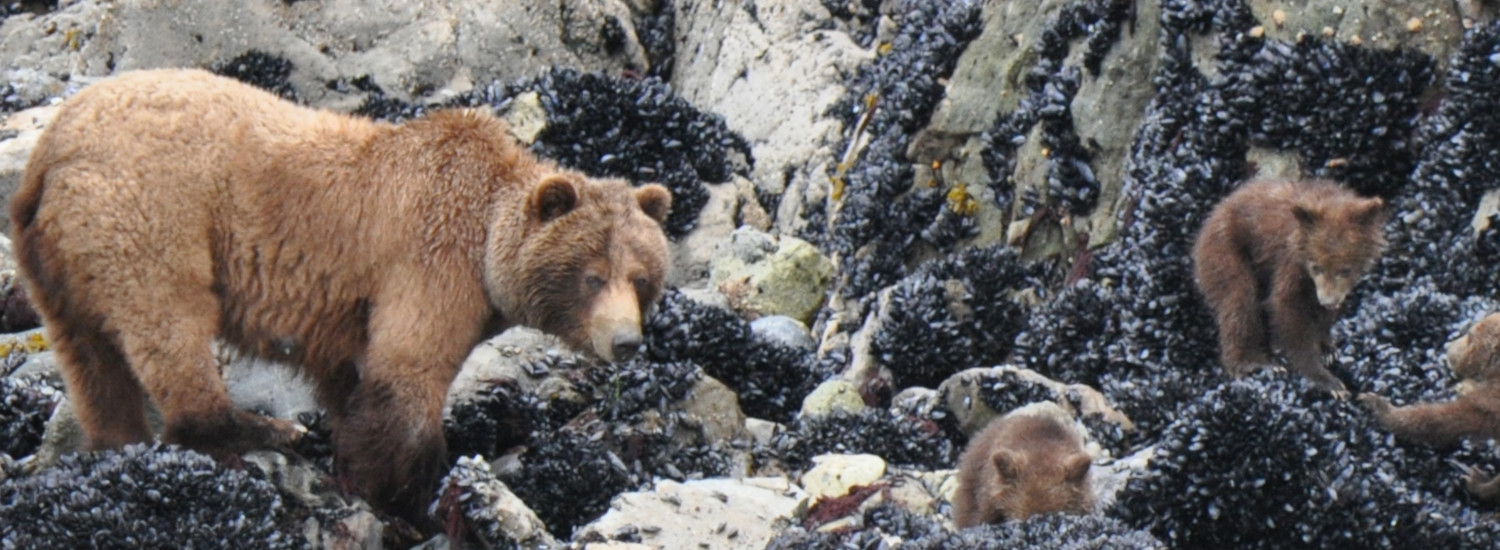 Glacier Bay National Park, mama bear teaches her cubs to forage during low tide