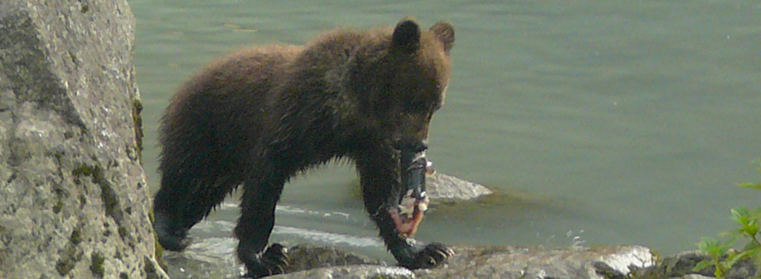 Chilkoot River in Haines offers great bear viewing opportunities
