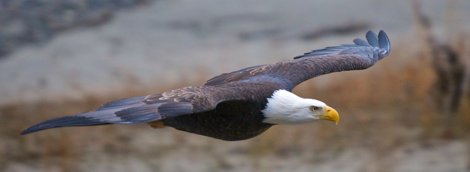 Bald Eagles are plentiful in the Bald Eagle Preserve near Haines, Alaska