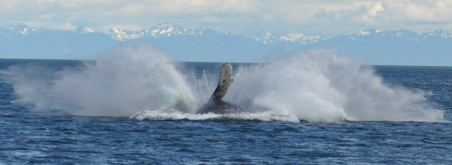 Breaching whale in Icy Point Strait