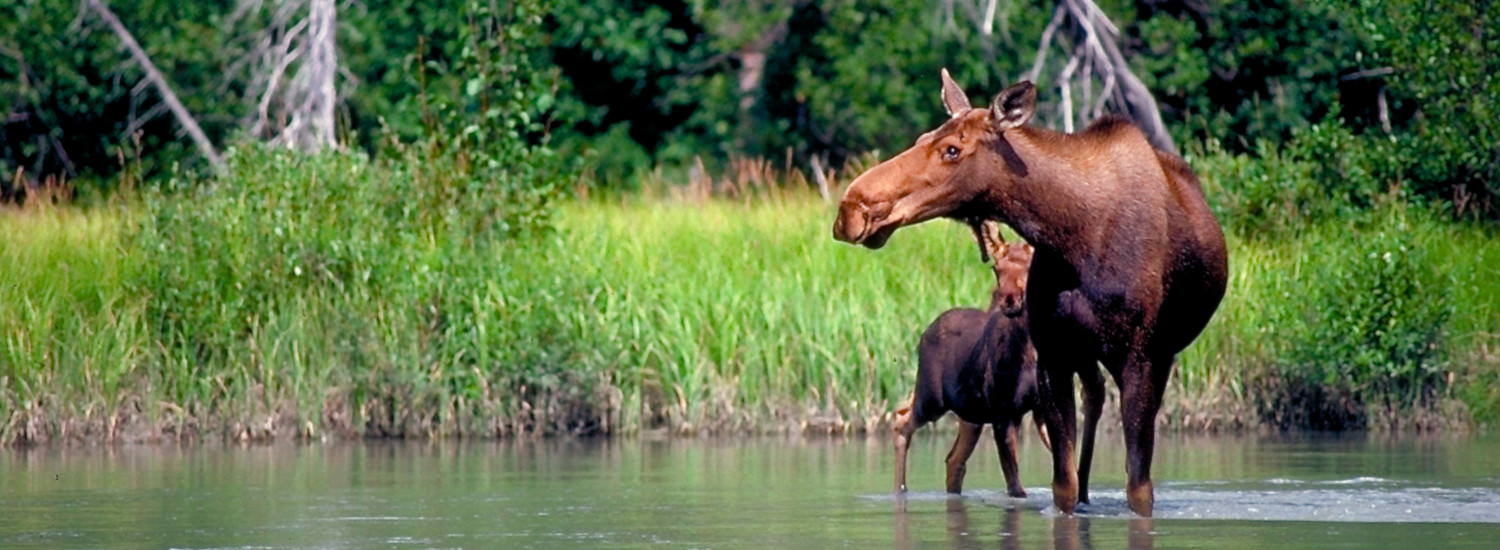 Moose along the river in Haines