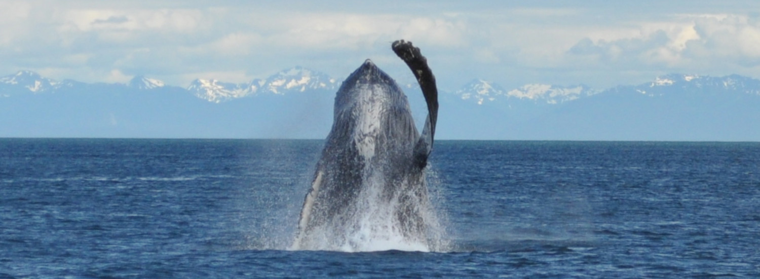 Icy Straight offers incredible whale watching from Gustavus