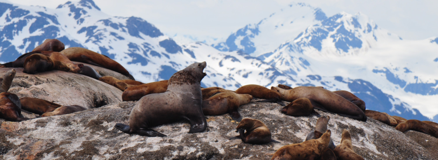 A pride of sea lions in inside Glacier Bay National Park