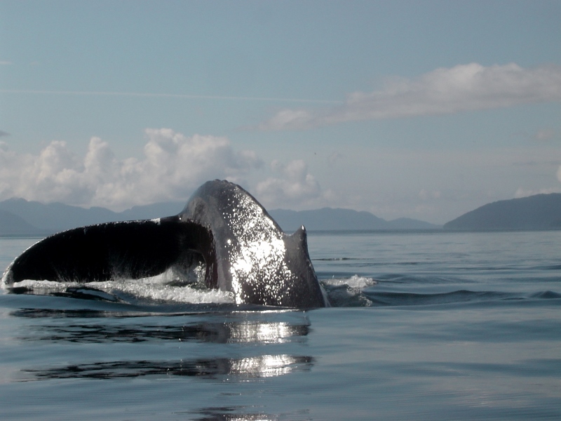 Flukes are a common sight near Point Adolphus