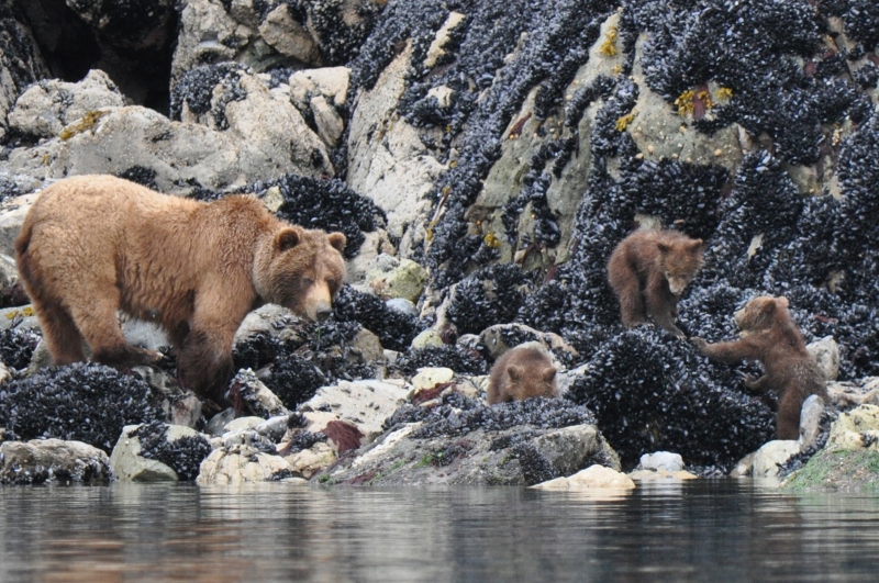 Bears on the water in Glacier Bay