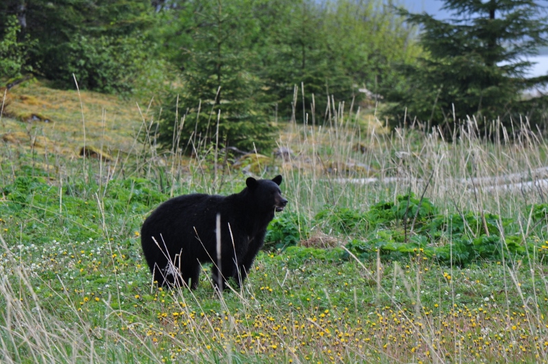 Black bear in a meadow outside of Haines