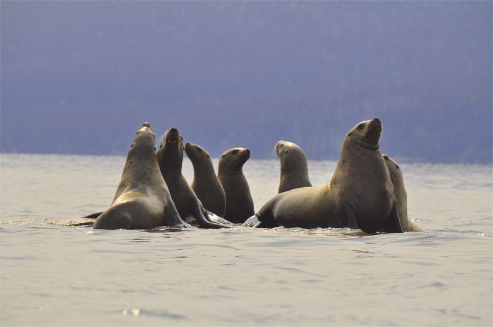 Sea Lions are often spotted in Icy Straight