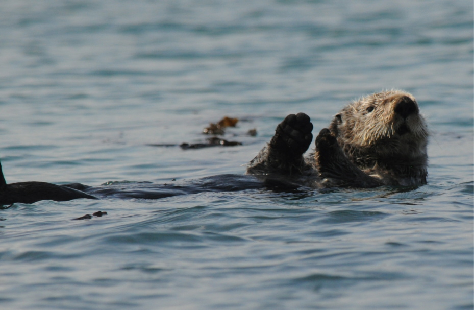 Sea Otters are a common sight in the southern part of Glacier Bay & Point Adolphus