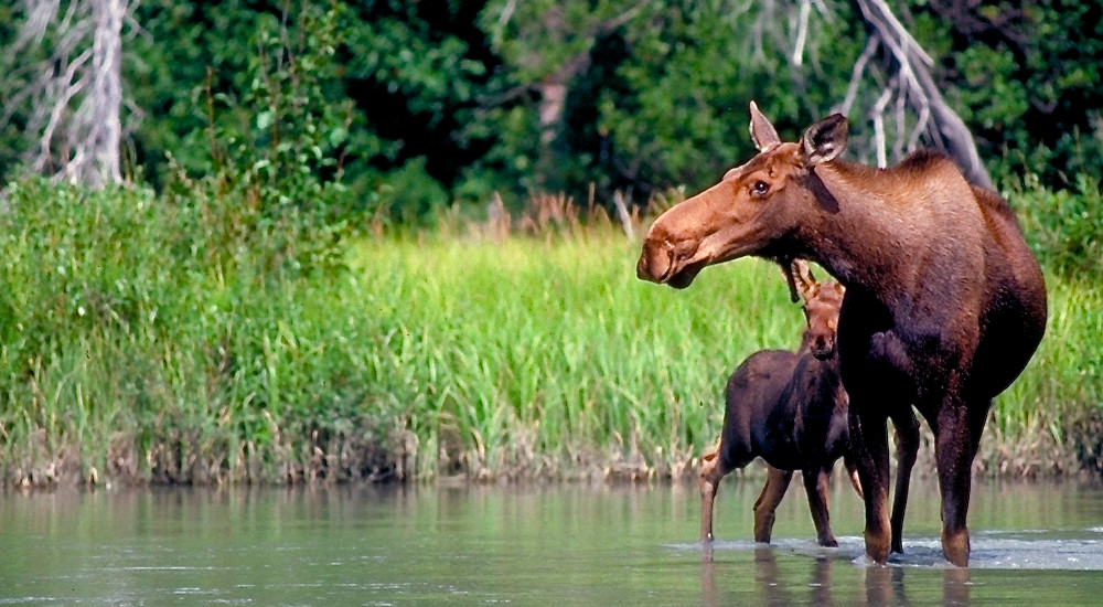 Catching site of mama moose and her calf along the river