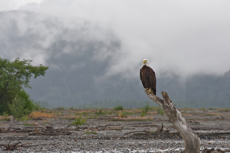 Eagle eyeing salmon on the Tsirku river