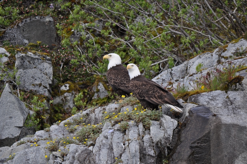Pair of Bald Eagles in Haines, Alaska