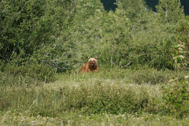 Brown bear outside of Haines