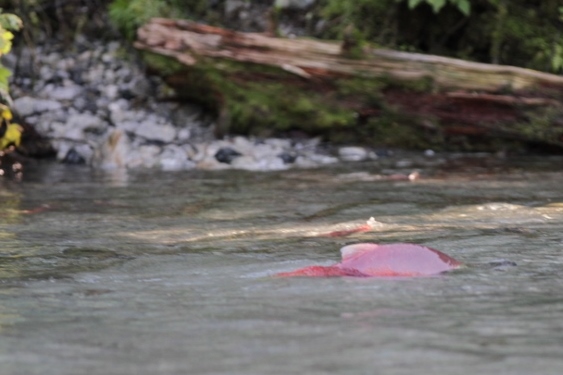 Spawning Sockeye salmon on Chilkoot Lake