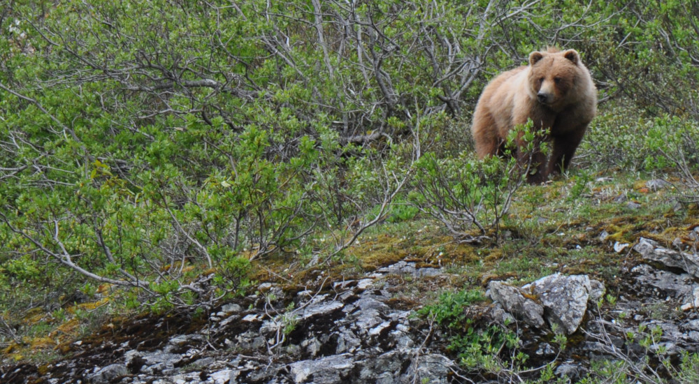 Brown bear outside of Haines