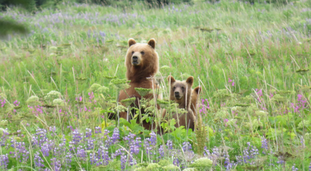 Mama bear and her cubs