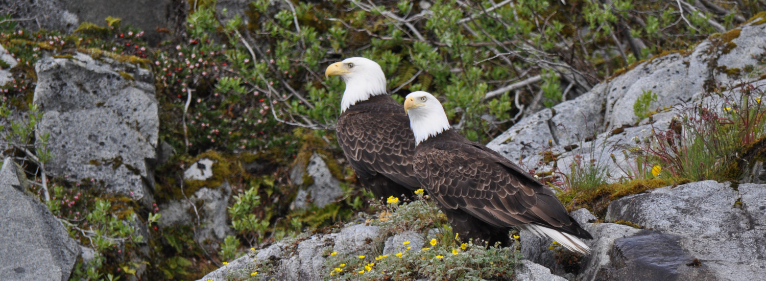 Pair of nesting eagles in Glacier Bay