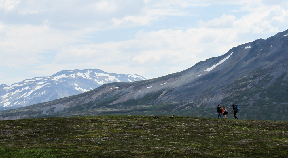 Tundra hiking among wildflowers of British Columbia